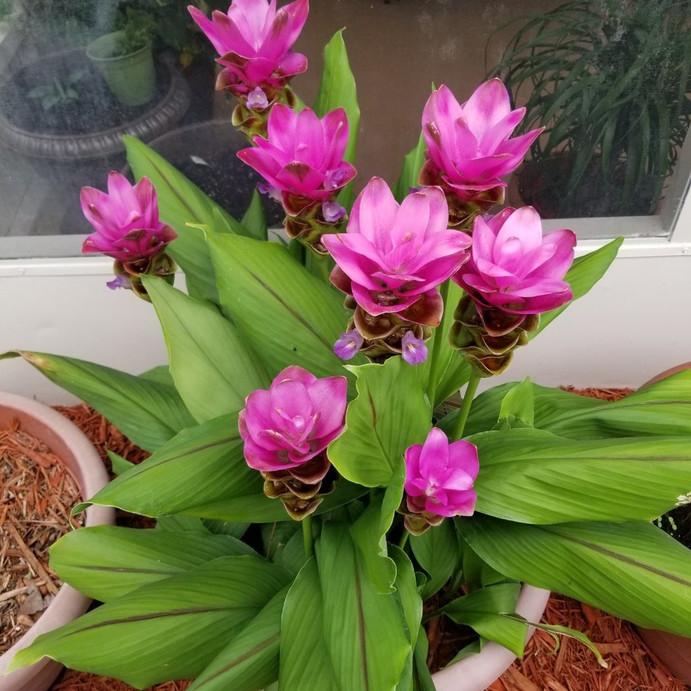 🎀Meet your Posher, Dodadee1🎀